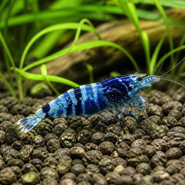 Neocaridina sp. blue star striped natural aquarium image