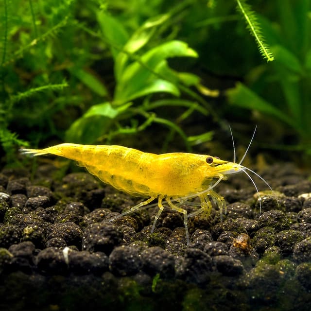 Bright yellow Neon Neocaridina shrimp, 1.5-2 cm, on aquarium plant