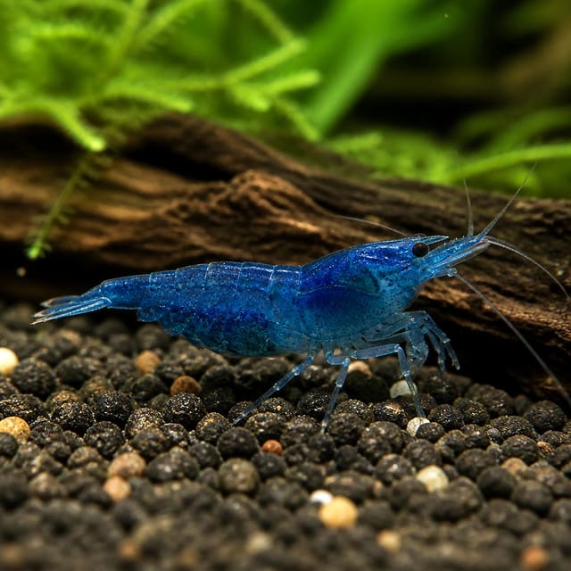 Neocaridna davidi blue dream natural aquarium image