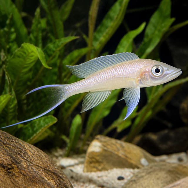 Neolamprologus longicaudatus Lake Tanganyika cichlid in 3-4 cm and 4-5 cm size grades