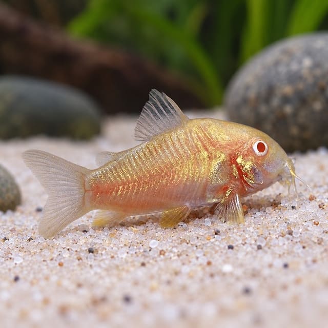 Neon Albino Bronze Corydoras with a gold-orange sheen and red eyes, on pale sand