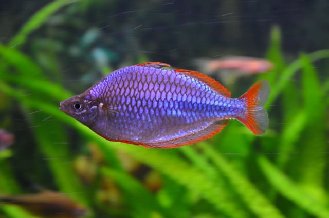 Neon Dwarf Rainbowfish (Melanotaenia praecox)