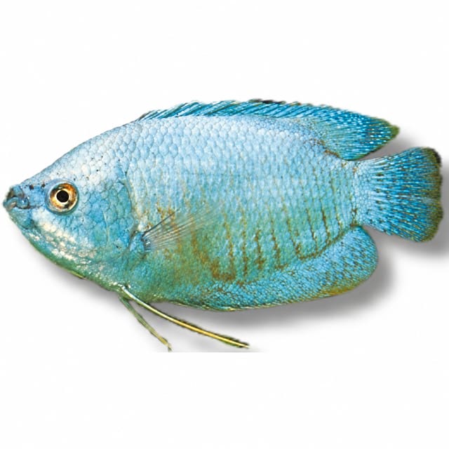Neon Dwarf Gourami (Colisa lalia neon dwarf)