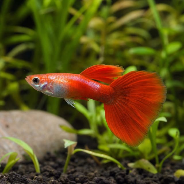Poecilia reticulata male neon red natural aquarium image