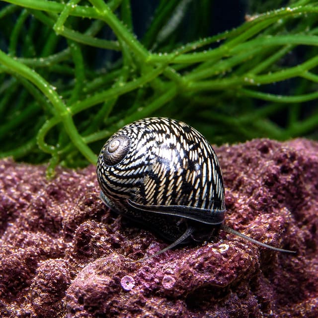 Nerita articulata marine nerite snail on rock in a saltwater aquarium