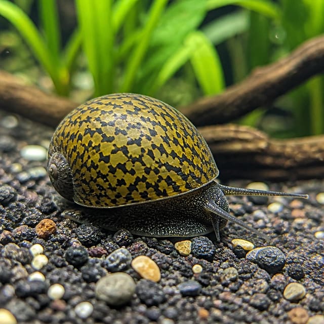 Illustrative aquarium view of a Batik Nerite Snail with a yellow-and-dark patterned shell