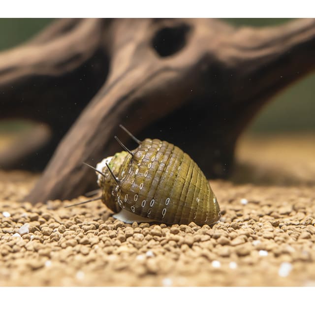Hair Nerite Snail (Neritina sp.)