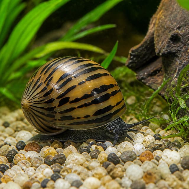 Prambanan Nerite Snail Neritina sp. 1.5-2 cm on aquarium glass