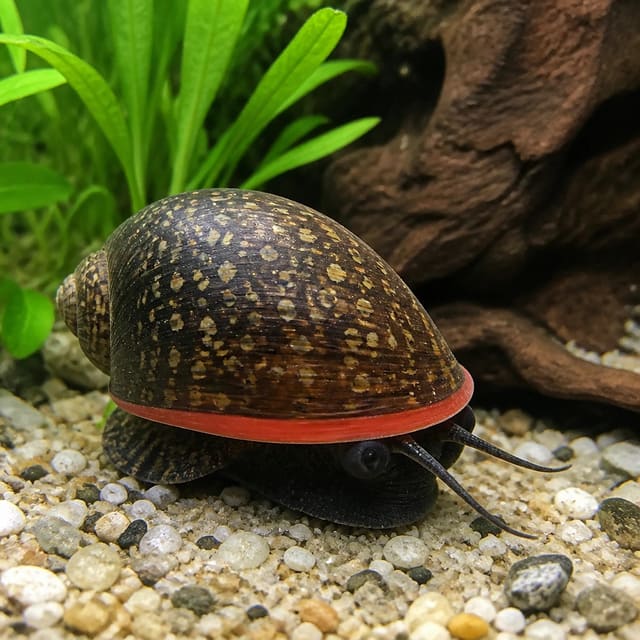 Red Lip Nerite Snail Neritina sp. 1-2cm on aquarium glass