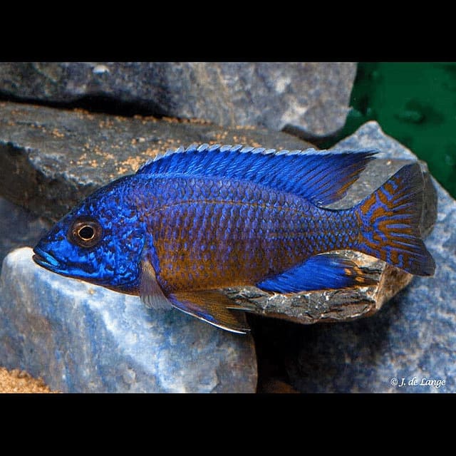 Ngara Peacock Cichlid showing blue male colour and orange tail