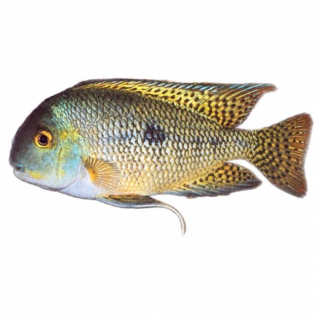 Nicaragua Cichlid (Hypsophrys nicaraguensis)