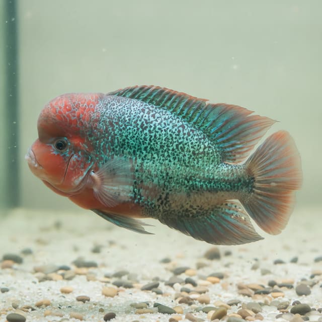 Nicaragua Cichlid Hypsophrys nicaraguensis in a mature Central American aquarium