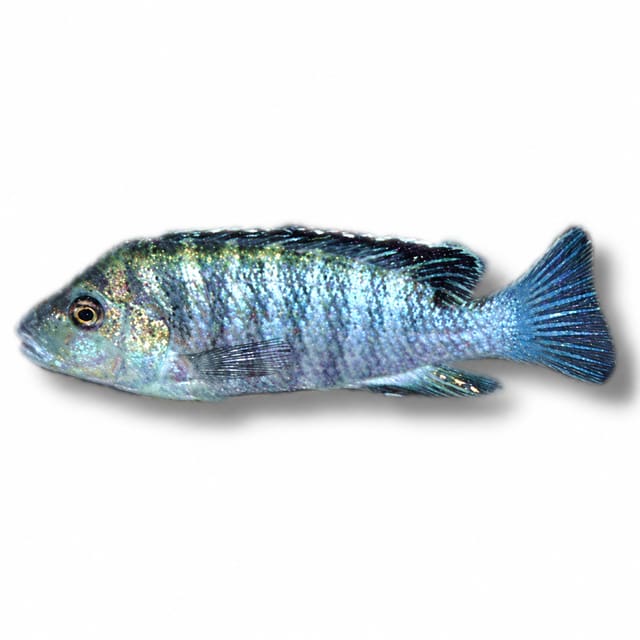 Nkali Labidochromis Mbuna (Labidochromis sp. 'nkali')