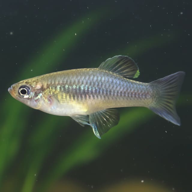 Oaxacan Blue-Eye (Priapella intermedia) exact Petra source photo