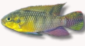 Ocellated Kribensis (Pelvicachromis subocellatus) in side view, with a yellow-green body and purple-tinted fins