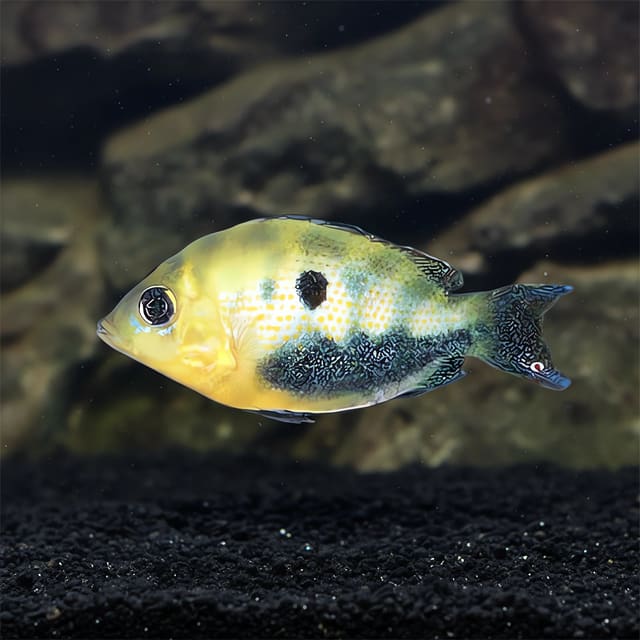 Orange Chromide Etroplus maculatus side profile