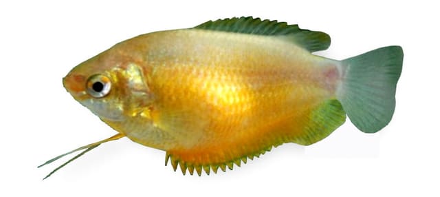 Orange Thick-Lipped Gourami (Trichogaster labiosa) in side view, golden-orange body, green-tinted tail and long pelvic