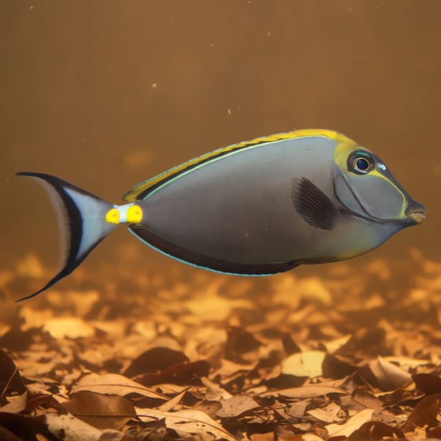 Orangespine Unicornfish Naso lituratus medium size marine surgeonfish with orange caudal spines