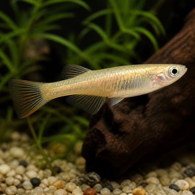 Tomoki Medaka Oryzias latipes tomoki juvenile fish 2-2.5 cm in a planted aquarium
