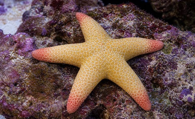 Pacific Jewel Starfish with red-tipped arms and cream net markings on purple rock