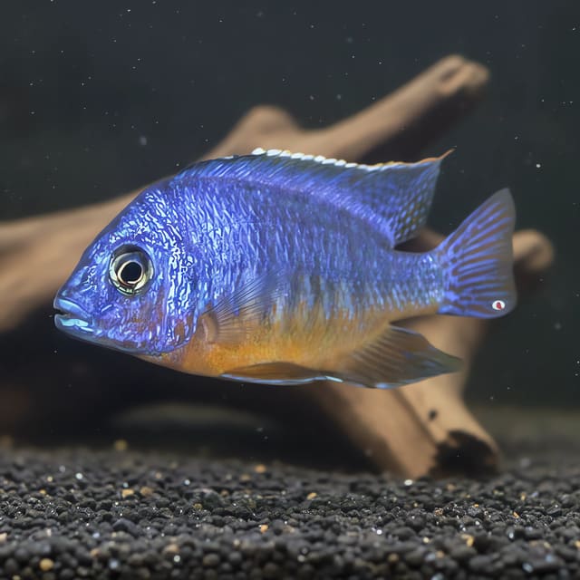 Pale Usisya Aulonocara Aulonocara steveni