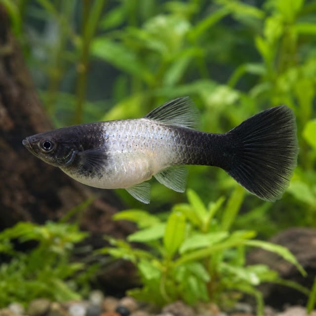 Poecilia reticulata female panda
