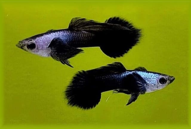 Panda Guppy (Poecilia reticulata)