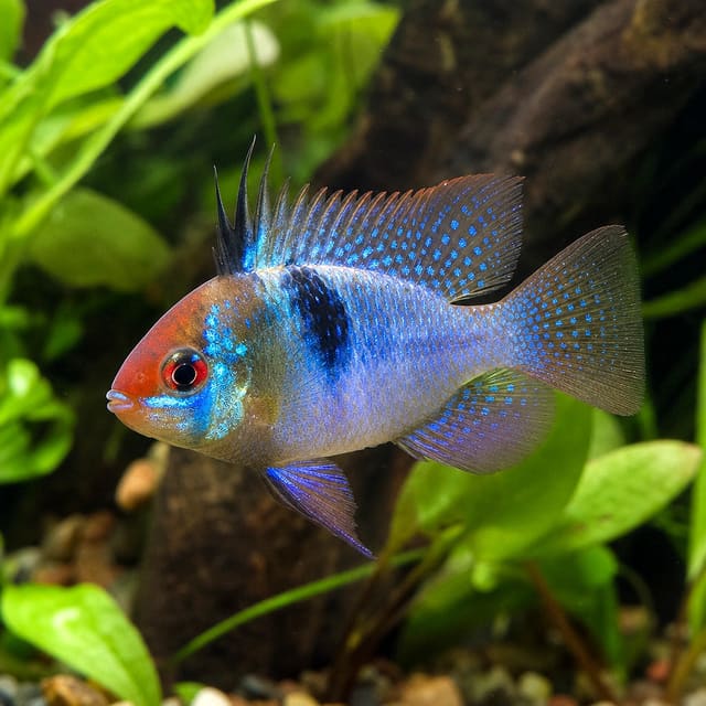 Blue Red Head Ram dwarf cichlid Mikrogeophagus ramirezi