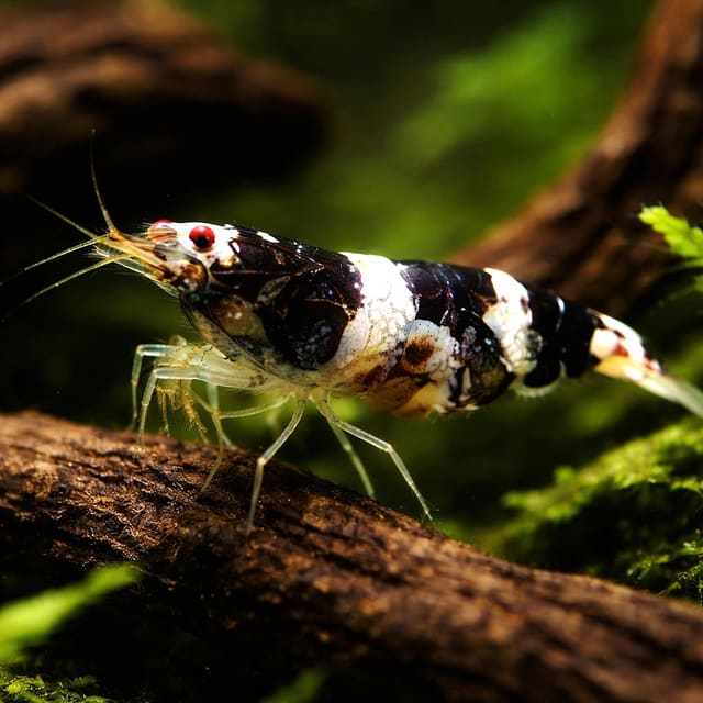 Paracaridina sp. Princess bee — Fresh Water Fish