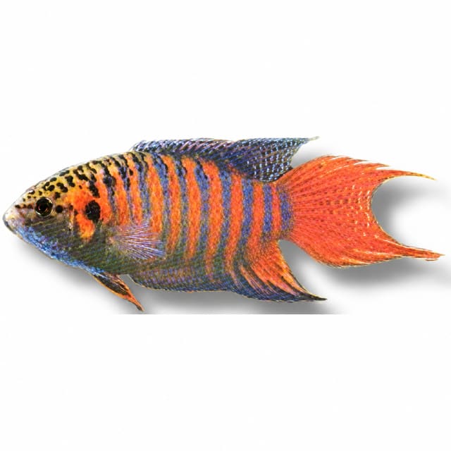 Paradise Fish (Macropodus opercularis)