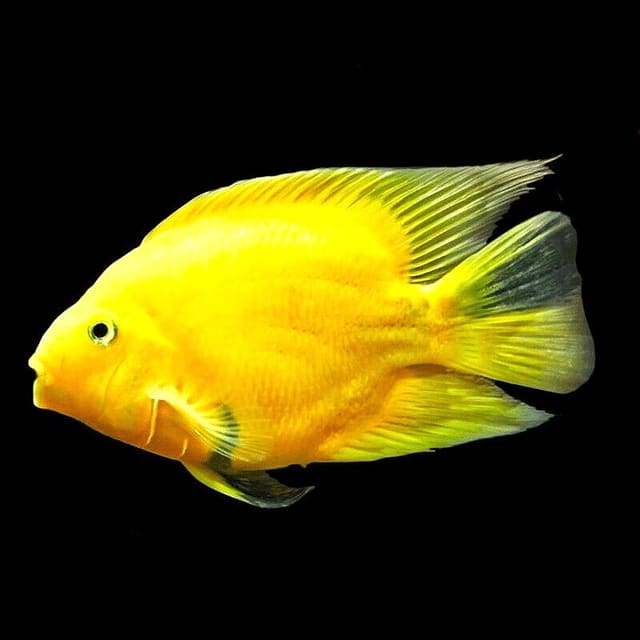 Yellow Parrot Cichlid in a freshwater aquarium