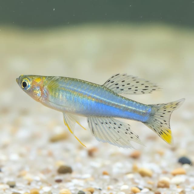Paska's Blue-Eye (Pseudomugil paskai)