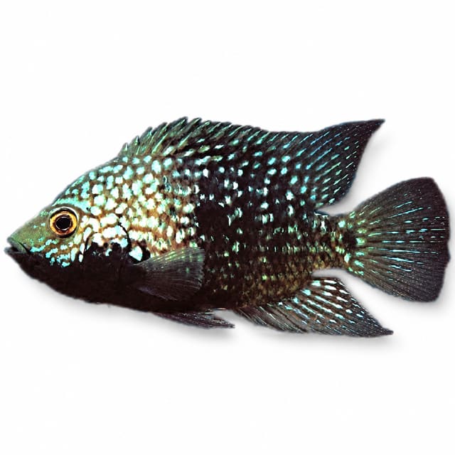 Pearlscale Texas Cichlid (Herichthys carpintis)