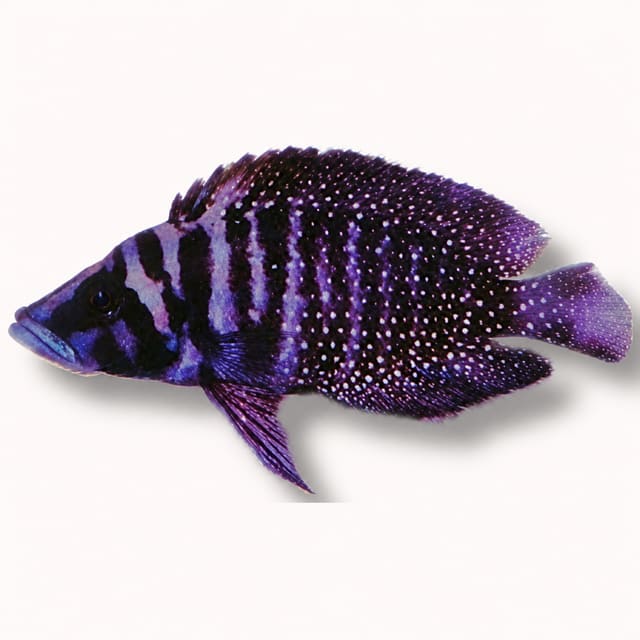 Pearly Compressiceps Zaire (Altolamprologus calvus) – Black Fin