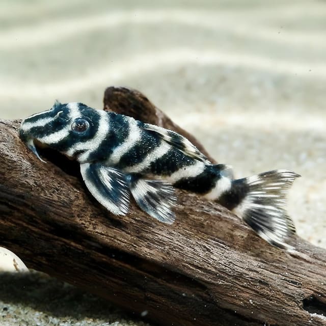 Peckoltia vittata in a planted aquarium — representative image