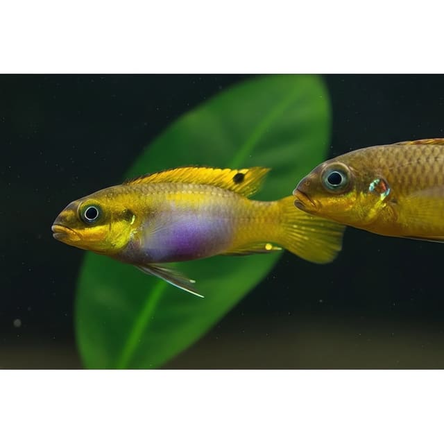 Pelvicachromis taeniatus Lobe - rare locality variant of the Striped Kribensis from Cameroon