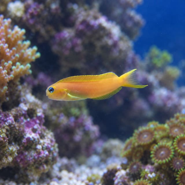 Persian blenny (Ecsenius midas), golden-orange with a lyre-shaped tail, swimming over a reef