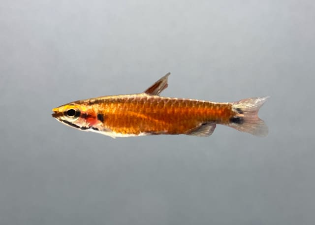 Nannostomus red pencil III sp.