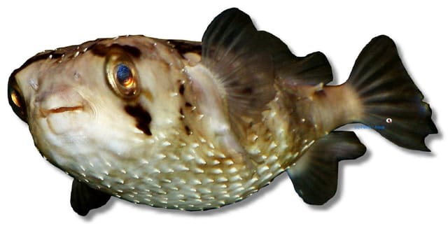 Longspined porcupinefish (Diodon holocanthus)