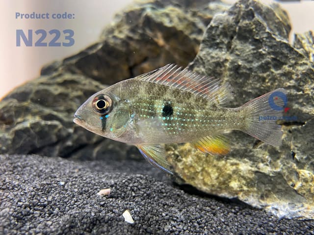 Heckels Buntbarsch (Acarichthys heckeli)