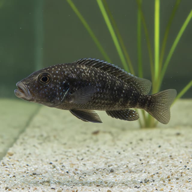 Petrochromis trewavasae juvenile 5-6 cm Tanganyika cichlid with bold markings