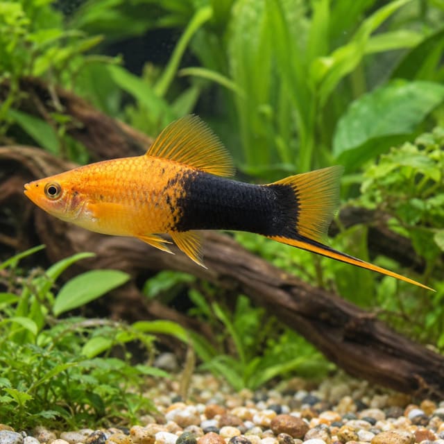 Xiphophorus helleri tuxedo pineaple
