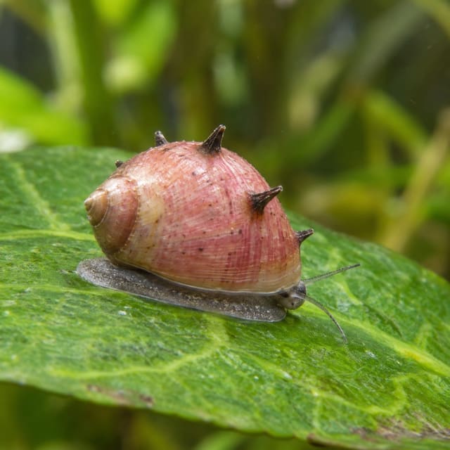 Pink Lady Horned Nerite Snail (Clithon sp.)