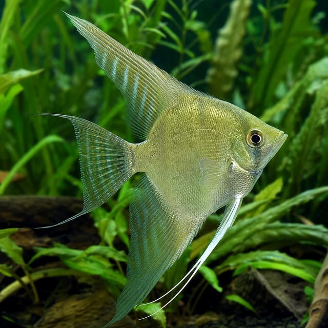 Pterophyllum scalare Pinoy green ghost natural aquarium image