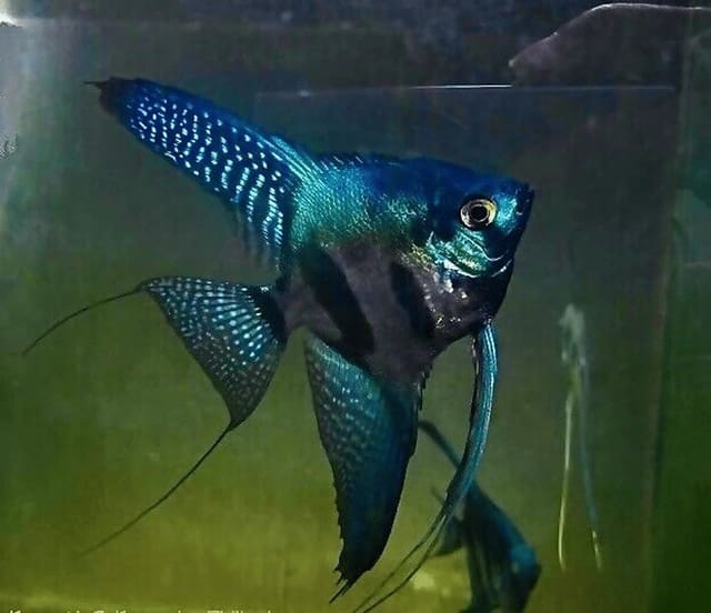 Pinoy Green Ghost Angelfish (Pterophyllum scalare)