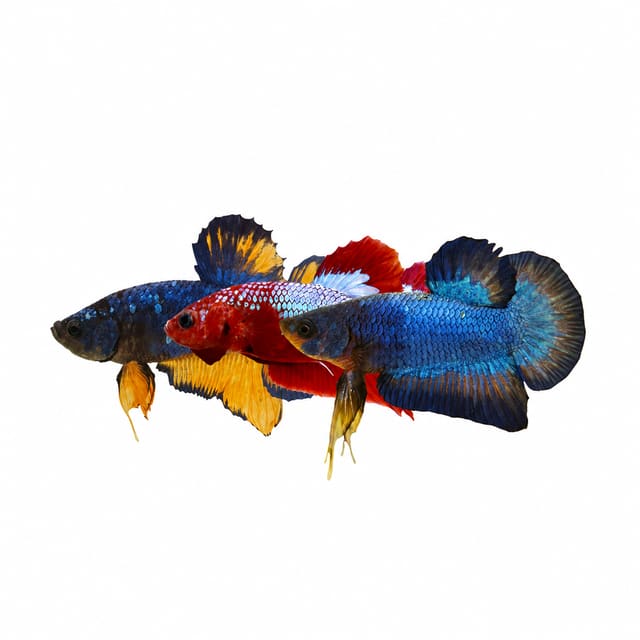 Plakat Male Betta Mix (Betta splendens)