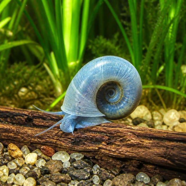 Blue Ramshorn Snail (Planorbella duryi) in planted aquarium