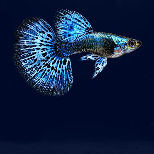 Platinum Blue Dragon Guppy Pair (Poecilia reticulata)