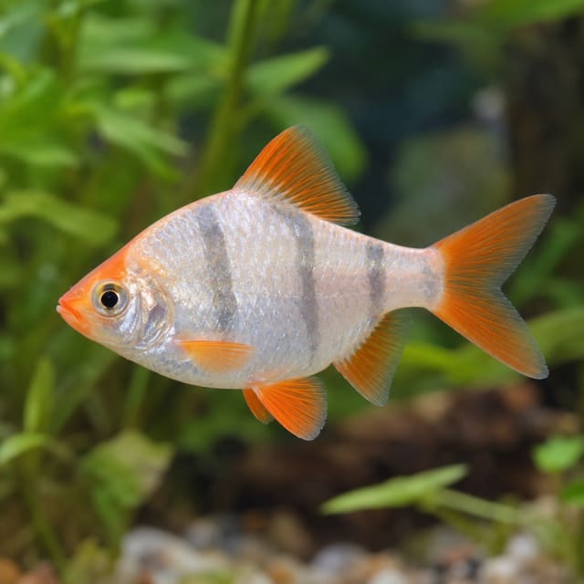 Barbus tetrazona platinum orange (Barbus tetrazona)