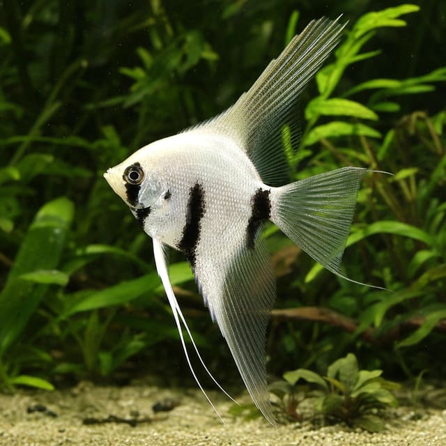 Pterophyllum scalare platinum panda natural aquarium image